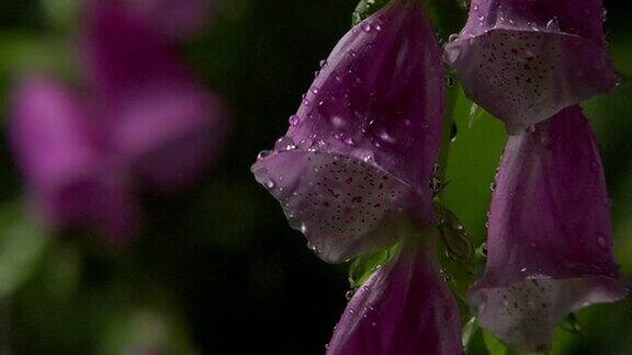 花雨高清