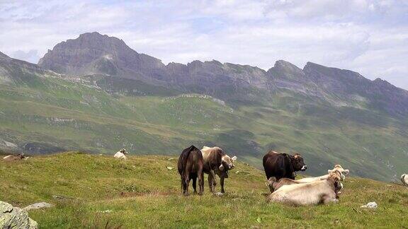 奶牛放牧在瑞士阿尔卑斯山草甸与山峰在远处