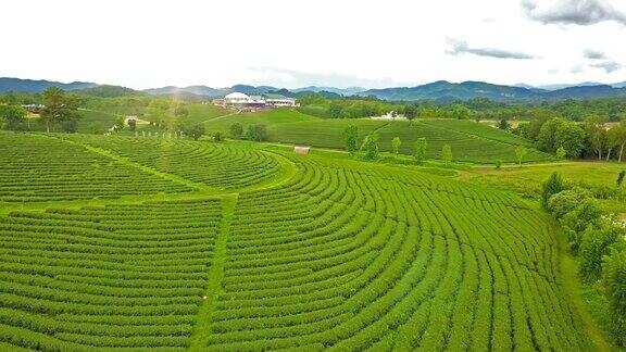 山上茶园梯田鸟瞰图