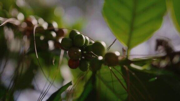 咖啡树上的红色咖啡种子