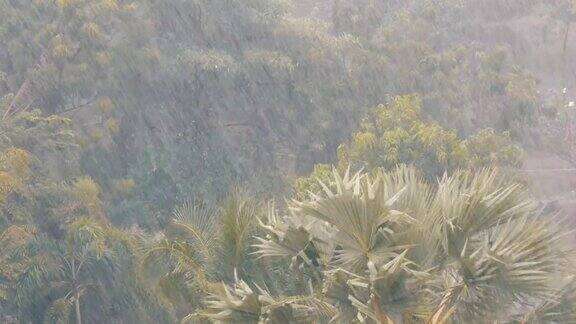 非常强的热带阵雨墙棕榈树和雨水中的树木