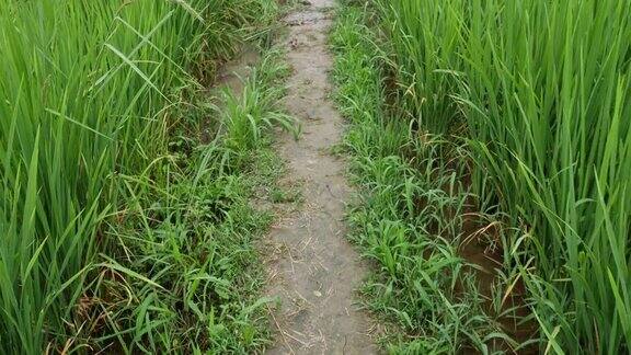 农业工业稻田中的人行道