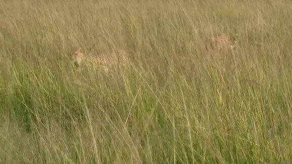 猎豹在高高的草丛中