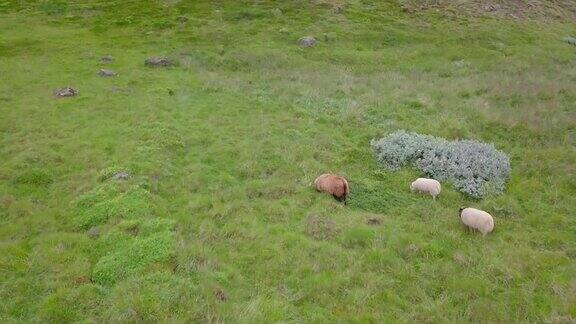 鸟瞰冰岛牧场上的绵羊