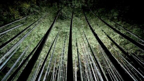 日本京都夜晚的4k竹林