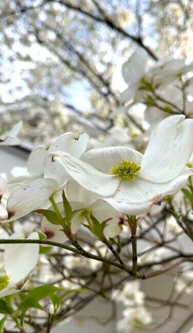白色花春天的背景
