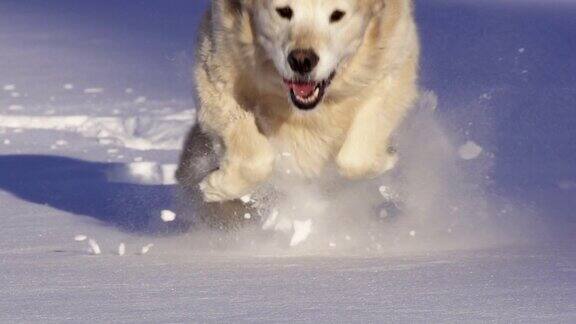 狗在雪中奔跑和玩耍