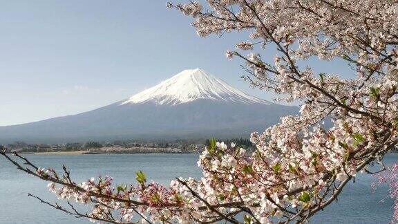 近距离的樱花枝与山在川口町的距离