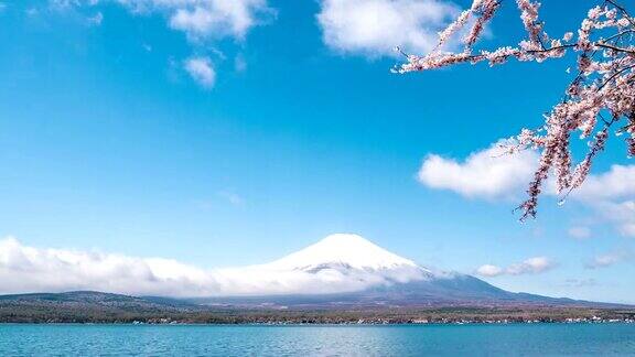 山中湖的富士山蓝天映衬下的樱花