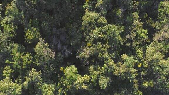 鸟瞰茂密的热带森林在卡奈马国家公园的乌卡伊马河岛委内瑞拉