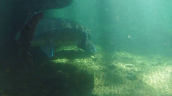 水下游动的巨大鲟鱼