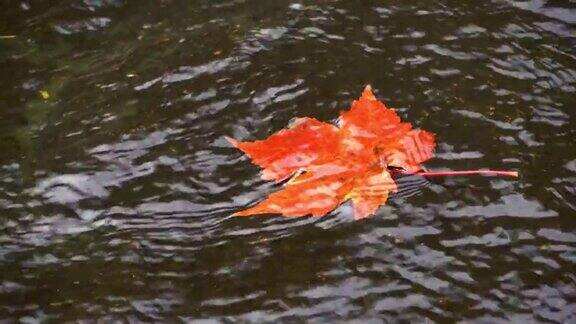 秋天枫叶一片片落进水里