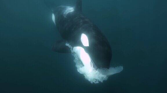虎鲸在水下拍摄慢镜头嘴里叼着一只水母