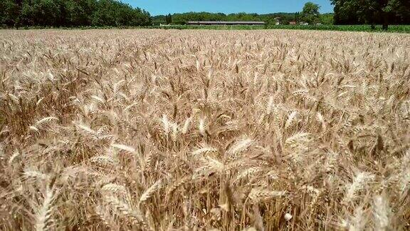 小麦农业航拍跟踪