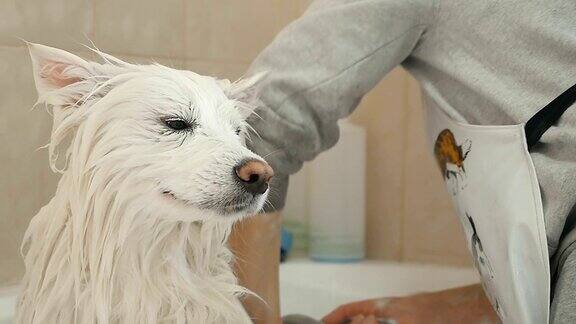 美容师用淋浴清洗哈士奇