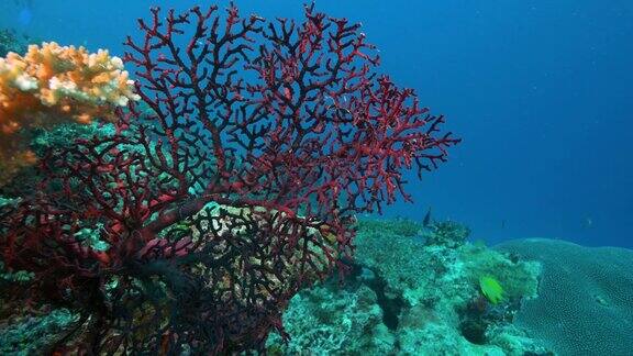 近距离观看红色柳珊瑚生长在彩虹礁在斐济