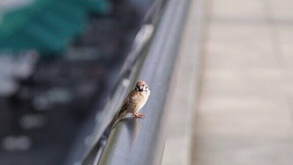 阳光明媚的一天麻雀坐在栏杆上