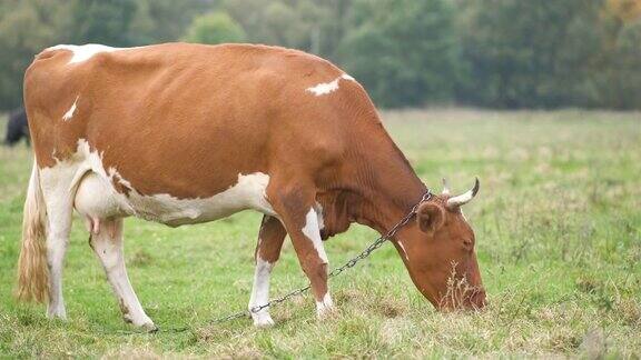 在农场草地上吃青草的棕色奶牛