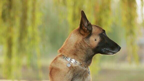 4K马里诺斯狗坐在树枝下比利时牧羊犬活跃聪明友好保护警惕和勤劳牧羊人比利时ChienDeBerger比利时狗