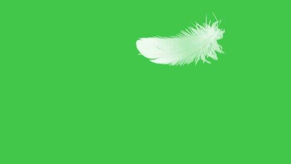 羽毛近距离绿色屏幕