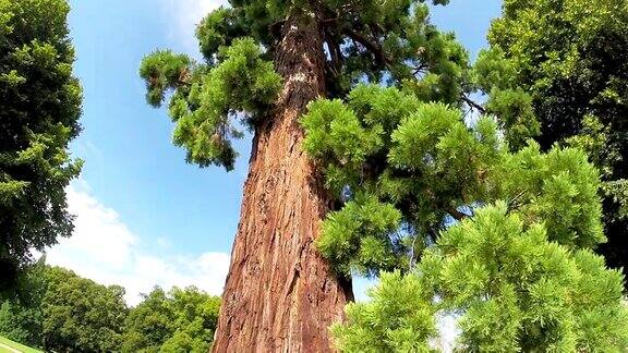 公园里的巨型红杉