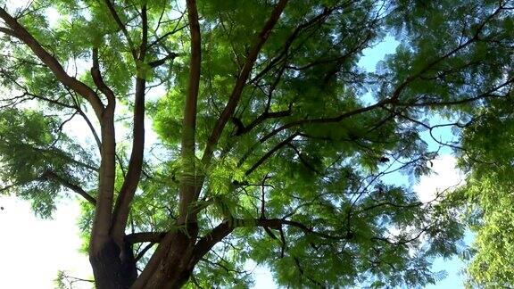树绿色的树枝底部与阳光视图