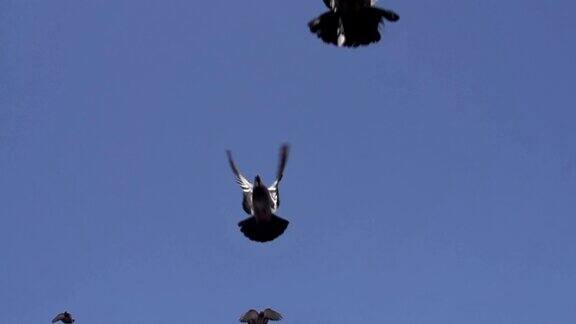 天空中成群的鸽子