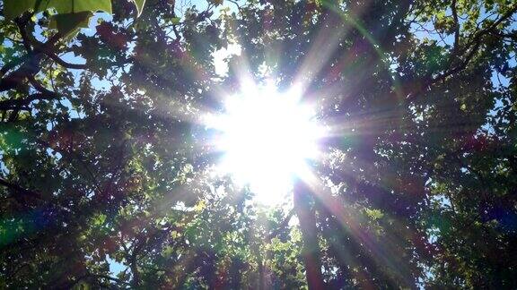阳光穿过森林自然阳光木头