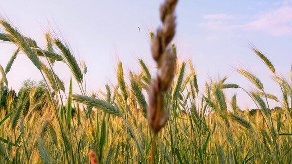 麦穗特写夏日里金色的麦田收获时期绿色的小穗面包种植概念8月阳光生态农业自然之美太阳眩光太阳耀斑