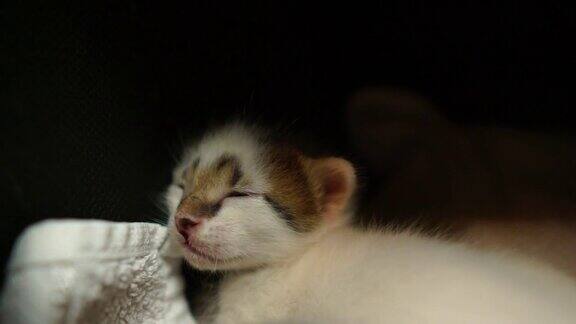 刚出生的小猫在黄色的塑料盒子里可爱、快乐、好奇的白色小猫