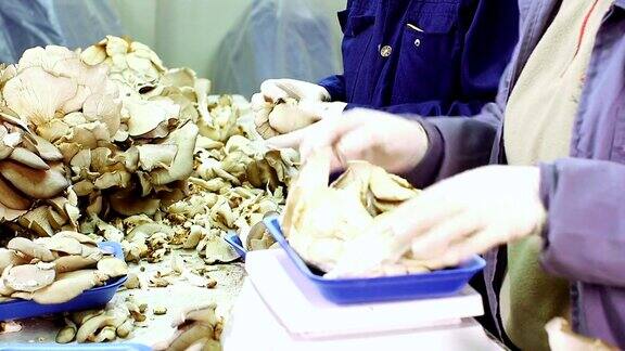 香菇厂用秤分拣、称重、包装香菇的工人