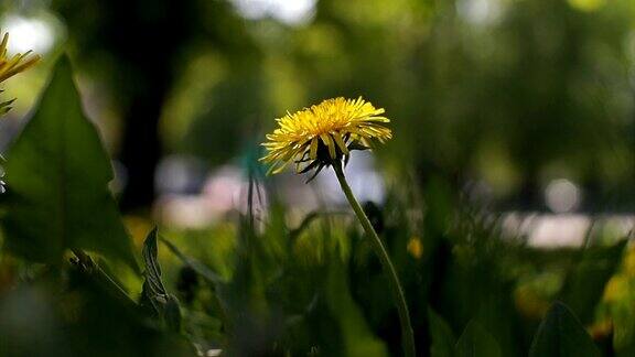 黄色的蒲公英特写春天阳光明媚的背景