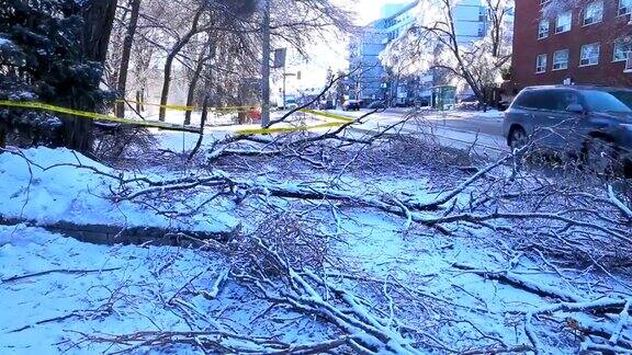 道路上的树木被冬季冰暴破坏