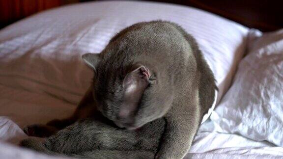 英国品种的猫用舌头清洁自己躺在床上白色