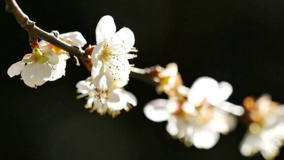 近距离观察盛开在春天的写梅花