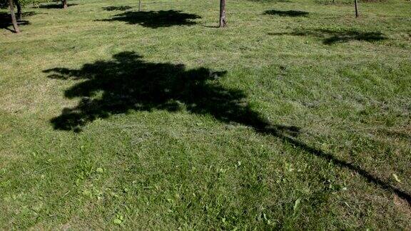 阳光明媚的日子里草地上的树影