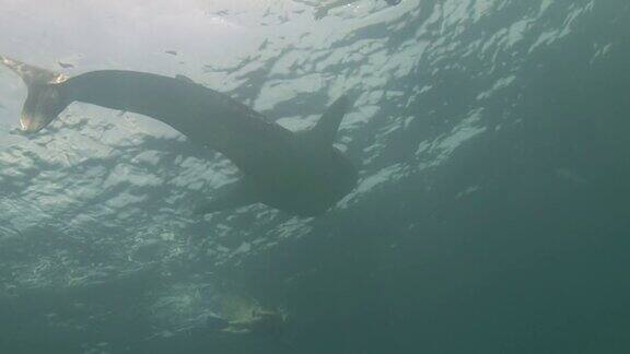 鲸鲨海在马尔代夫清澈湛蓝的水背景