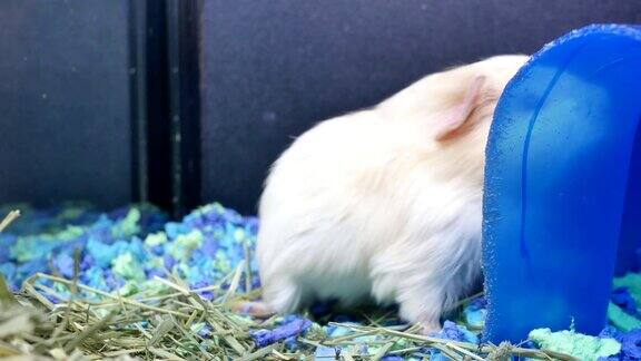 有趣的豚鼠在宠物商店的笼子里吃杂草的动作