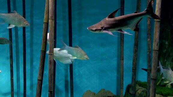 水族馆蓝色background.Bamboo白色和灰色的鱼在游动