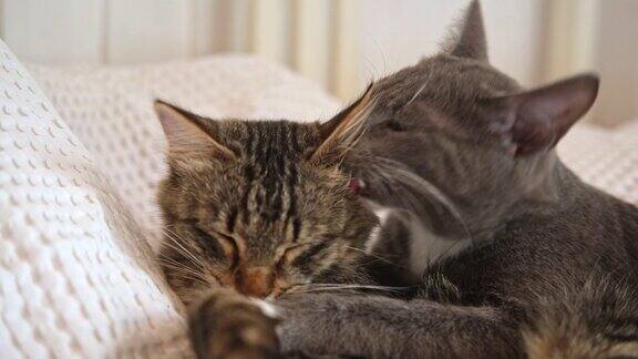 两只猫依偎在家里的白毯子上可爱的家养条纹友好猫两只昏昏欲睡的小猫舒服地洗澡猫咪夫妇在一起休息快乐的虎斑猫美丽的宠物在爱的拥抱