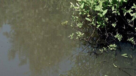 青蛙在沼泽植物的池塘里