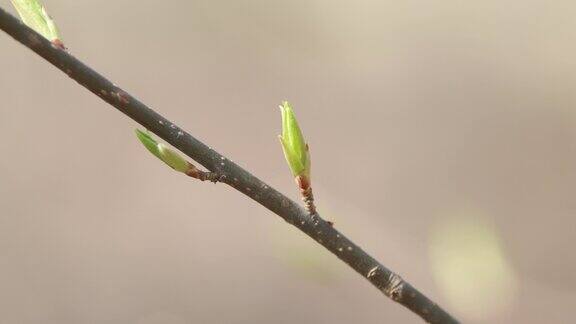 春天的时间春天发芽的白桦幼枝大自然在春天绽放缓慢的运动