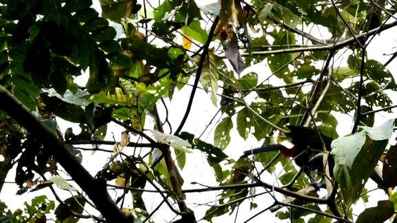 栗色巨嘴鸟在树上跳