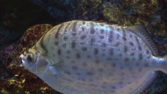 异国情调的热带小丑鱼在蓝色的水水族馆