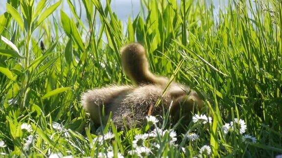 有趣的小鹅躺在草地上四处张望有趣地伸出黑色的小爪子加拿大鹅