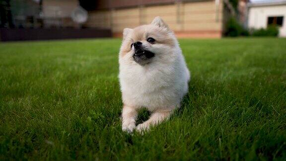 绿色草地上的白色和奶油色的博美犬向上跳狂吠乞求食物