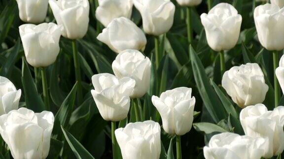 美丽的白色郁金香组合