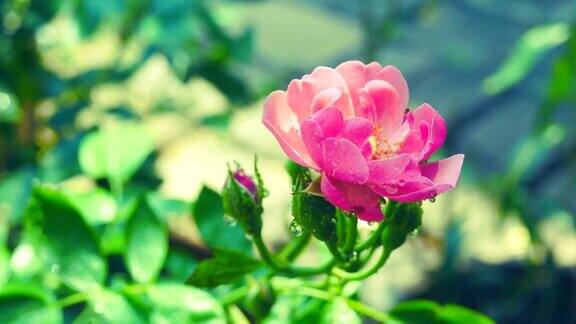 树上的小粉红玫瑰