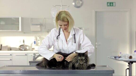 兽医正在注射疫苗