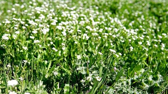 白色的花在绿色的草地上